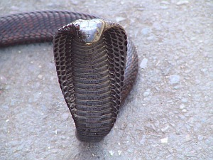 serpent a Jemaa El Fna